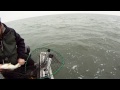 Lake Erie Walleye trolling 11-28-2013