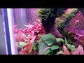 Nature style Aquascape using Chihiros WRGB60