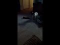 French bulldog can't find his toy