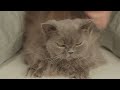 12 Hours Healing Cat Music 🐈 Sleep Music for Cats With Video 4K ♬ Sleepy Cat, Soothing Piano