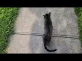 Cattivity - The Bus Scared My Cat Home 🚌😹