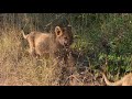 Young Male Lion (Lambile) Rejected by Lioness