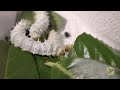 Satisfying to watch (Part 4) - Caterpillars walking and eating (calming & relaxing)