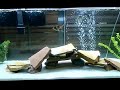 fish tank is cloudy (1:50 watch this get clear!) Awesome!