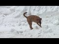 Snow Removal Dog