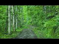 Nature Sounds - Forest Birdsong | Relaxing Bird Sounds for Sleep, Relax, Meditation, Study