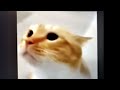 Moo cat but it's in slow motion