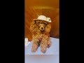 타이니푸들 / 타이니푸들 성견. / Tiny Poodle Adult Dog  / Tiny Poodle