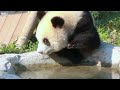 小五喝水主打一个不浪费，喝完了继续洗澡【Panda：灿灿Can Can】重庆动物园#大熊猫 #panda