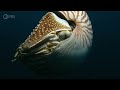 The Mysteries of Earth's Largest Ocean | Big Pacific | Full Episode 1 | PBS