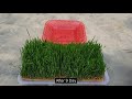 Growing Wheatgrass without Soil - The EASIEST Way to Grow Wheatgrass
