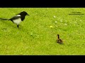 An attacking a bird that's hungry can't catch and eat a duckling