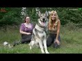 THE TAMASKAN WOLFDOG - DANGEROUS OR FLUFFY?