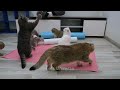 You Laugh You Lose 🤣 Funniest Cats and Dogs 2023 😸🐶 Part 24