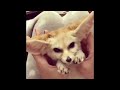 What does the fennec fox do in the house