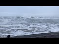 Cannon Beach Elk Dodge the Dangerous Surf