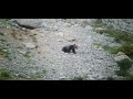 PELEA DE PAREJA DE OSOS EN CELO, NATURALEZA SALVAJE CON FINAL FATAL.