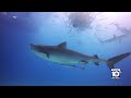 Shark attacks man fishing off Florida