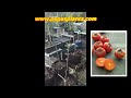 Eureka and Fuyu Persimmon Fruit Trees