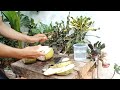 fresh coconut water, amazing coconut peeling skills part 08#cuttingskills #coconutwater #coconutmilk
