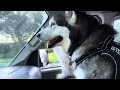 Giant Dog's Hilarious Morning Wake-up Call From The Van Window #alaskan