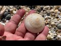 Shelling John D. MacArthur #StatePark Virtual #SeashellHunting