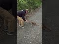 Newly born fawns freeze in the middle of the road