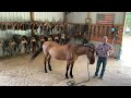 Law of Transmutation of Energy , Mustang Horsemanship, how to change your life through the practice.