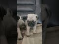 Pug Puppy Siblings