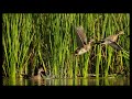 Bird photography from a Kayak