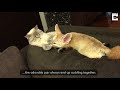 Fennec Fox And Cat Are Best Of Friends