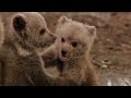 Mother Bear Teaches Triplets How To Survive The Wild | Band Of Bears Part 2 | Real Wild