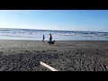 Mining Gold at Cape Disappointment