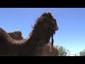 Camel vs. Camel: Animal Attack Unedited (VLOG)