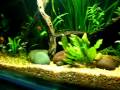 My Tetras