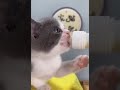 this is the way we eat out meal😽😋#funnyshorts #funnyvideo #catlover #catvideos #catshorts #cat