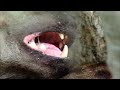 The Legendary Lions Fight Against Deadly Predators For Food | [4K] Wildlife Documentary