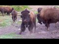 Jackson Hole a quest for BUFFALO