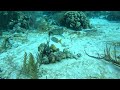 Stingray at Klein Bonaire- Bonaventure dive site 7.26.24