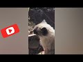 Funny Dogs And Cats Videos 2024 😅 Best Funniest Animal Videos  part -70