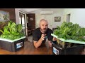 How to Grow Kratky Hydroponic Lettuce Cheap & Easy