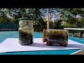 (read description) the 7 year old Ecosystems in Jars (not the full video)