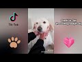 Zeus The Greedy Husky's TikTok Compilation - Cute Dog TikTok Compilation