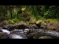 Healing Forest Sounds, Birds Singing, Babbling Stream, Bubbling water Sounds, Nature Sounds