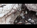 Lizard Watching - Nature Photography