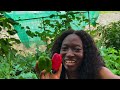 GARDEN HARVEST - Small space garden , huge harvest / Small backyard garden / Grow you food