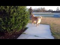 Golden Retriever Reacts to Dad Coming Home vs. Mom