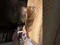 耳が小さくて胴長 #柴犬