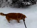 VID Piper In The Snow