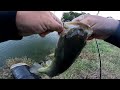 Fall Bass Fishing from the Bank - Mini Chatterbait